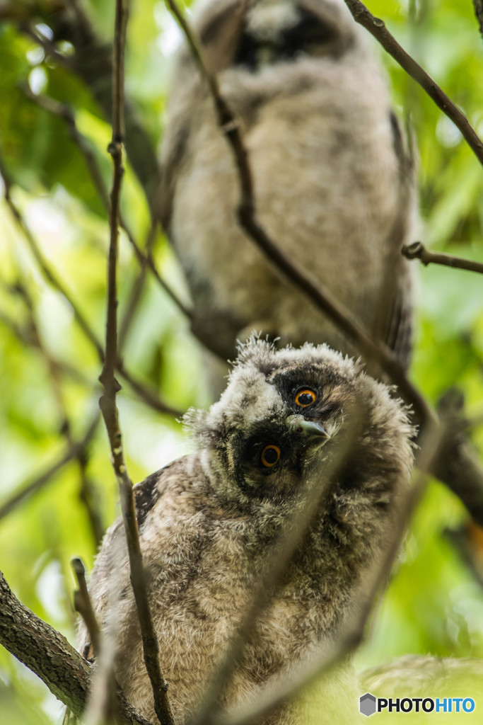 トラフズクの木「枝移りの木」