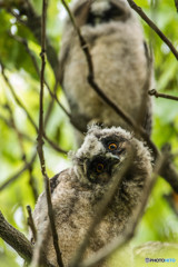 トラフズクの木「枝移りの木」