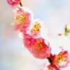 梅見頃（２）