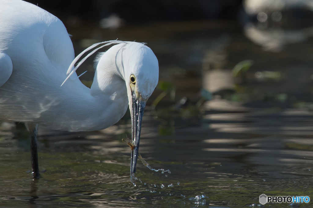 いつもの公園「エビです。」（２）