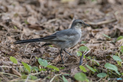 いつもの公園「幼鳥闊歩」（１）
