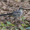 いつもの公園「幼鳥闊歩」（１）