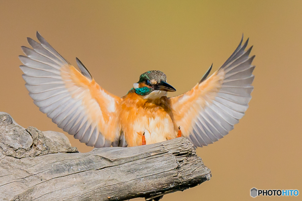 いつもの公園「やって来る」（４）