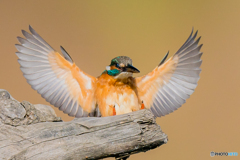 いつもの公園「やって来る」（４）