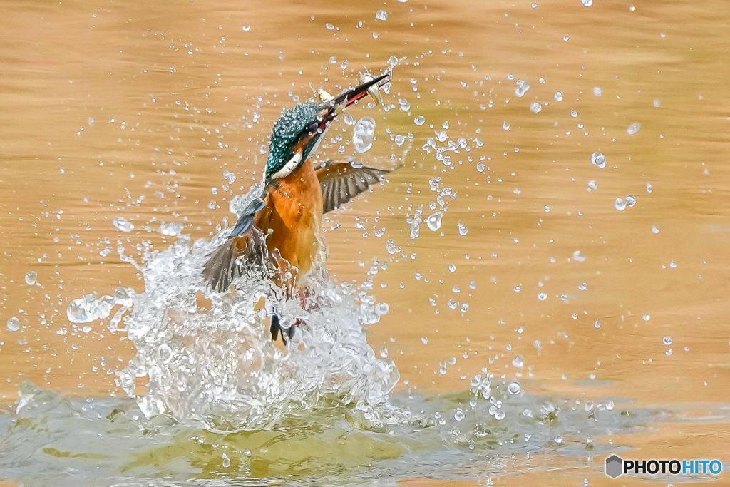 いつもの公園「お魚二匹獲り」