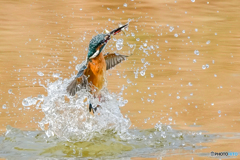 いつもの公園「お魚二匹獲り」