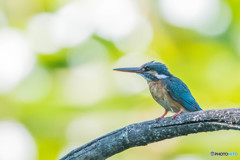 いつもの公園「光芒」（カワセミ）（１）