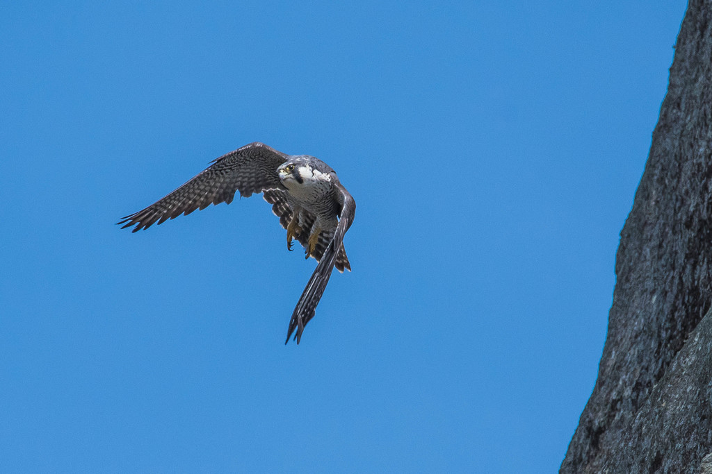 岩塊の舞い（ハヤブサ）（３）