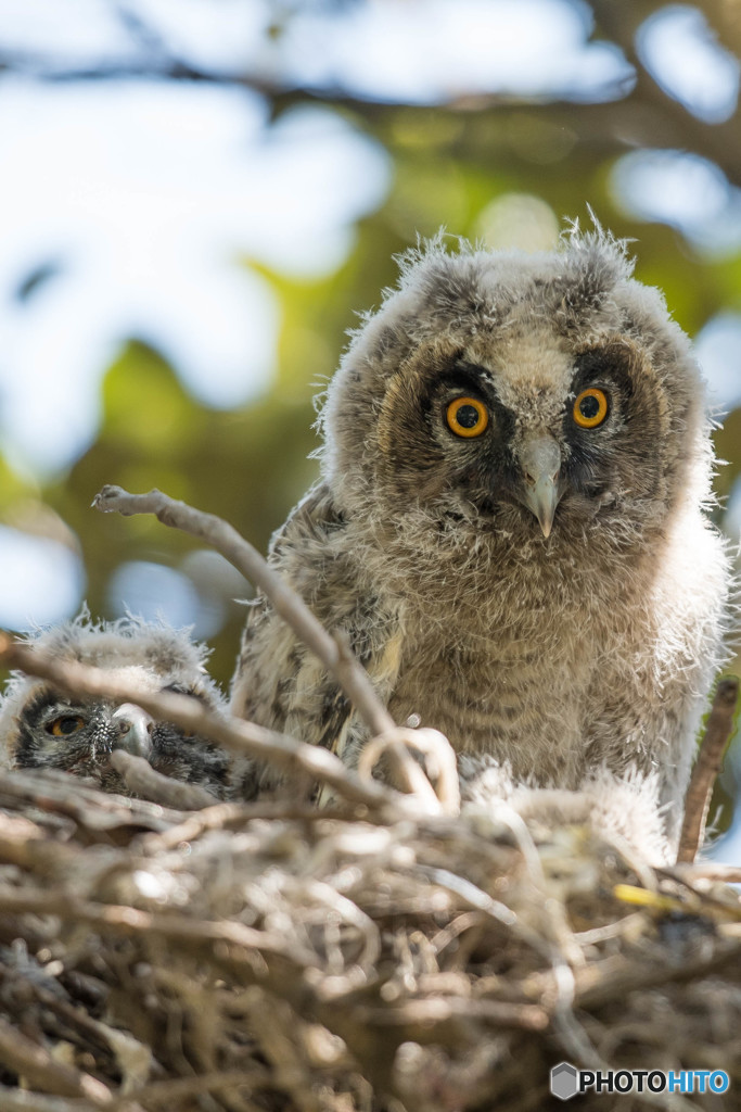 トラフズクにぎやか（6）