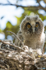 トラフズクにぎやか（6）