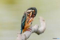 いつもの公園「食む」