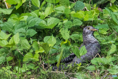 いつもの公園「オヤッ、ツツドリだぁ。」（ツツドリ）（４）