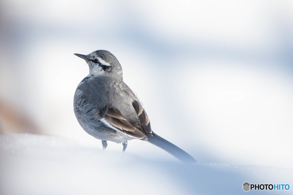 いつもの公園　冬ハクセキレイ「雪」