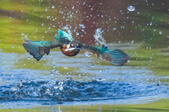いつもの公園「翡翠四景色」（弐）