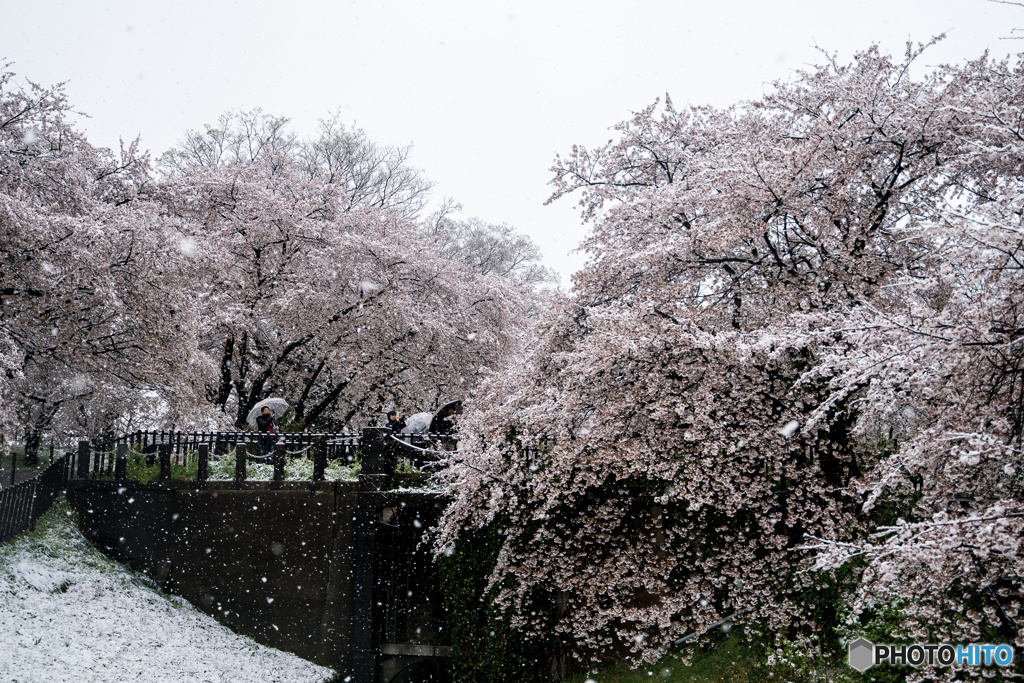 雪櫻（埼玉県幸手市権現堂公園）（１）