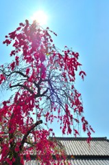 春桜寸景（２）「好日」