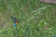 いつもの公園「新しい居場所、気に入っていただけたでしょうか？」（８）