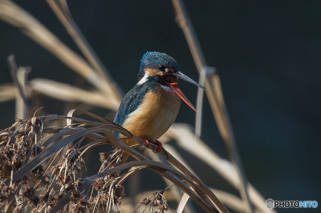 いつもの公園　カワセミ三態（１）