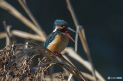 いつもの公園　カワセミ三態（１）
