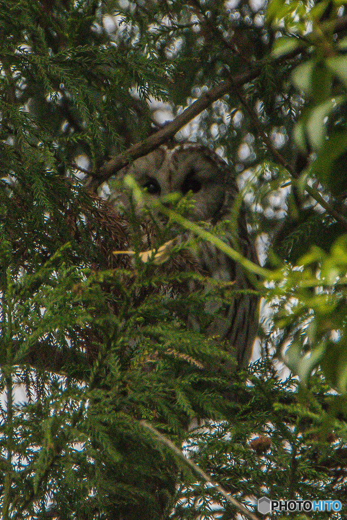 見つけられますか？（１）（フクロウ）
