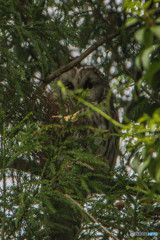 見つけられますか？（１）（フクロウ）