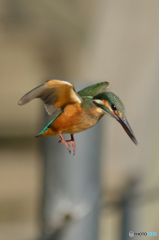 いつもの公園　カワセミ日記（４）