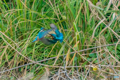 いつもの公園「遠くって、暗くって、ピンボケ」
