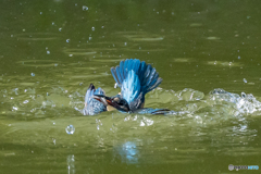 いつもの公園「カワセミバタフライ」（２）