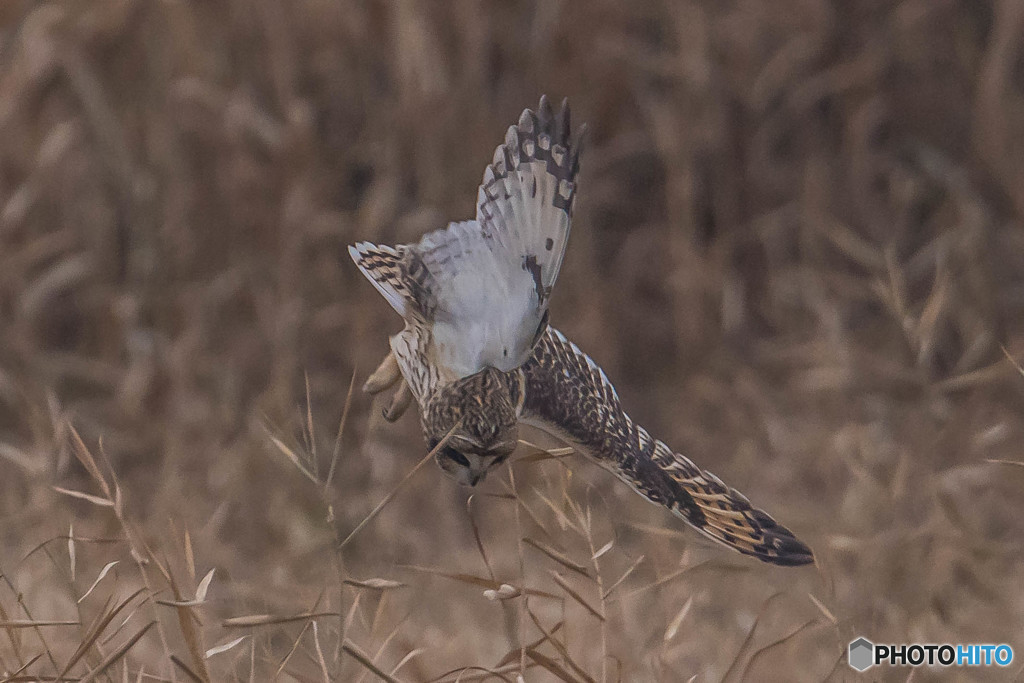 冬野人悠々（９）
