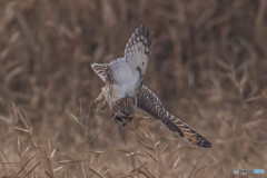 冬野人悠々（９）