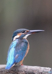 いつもの公園「カワセミ」（３）