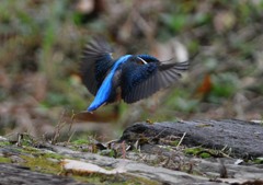 隣町の公園でカワセミ６－５「ジャンプ」