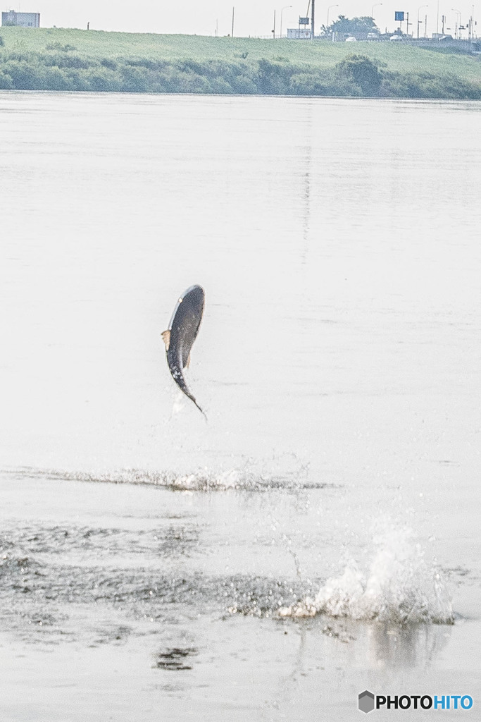 利根川ハクレン季