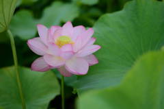 蓮華　３－２　「浄華」