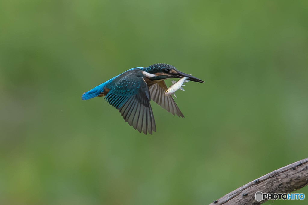 いつもの公園「お持ち帰り」（２）