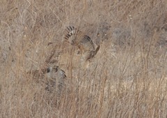 ノスリペアリング（１）