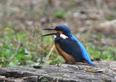 隣町の公園でカワセミ６－６「大声」