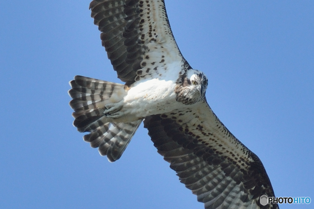 ミサゴ来る（４）