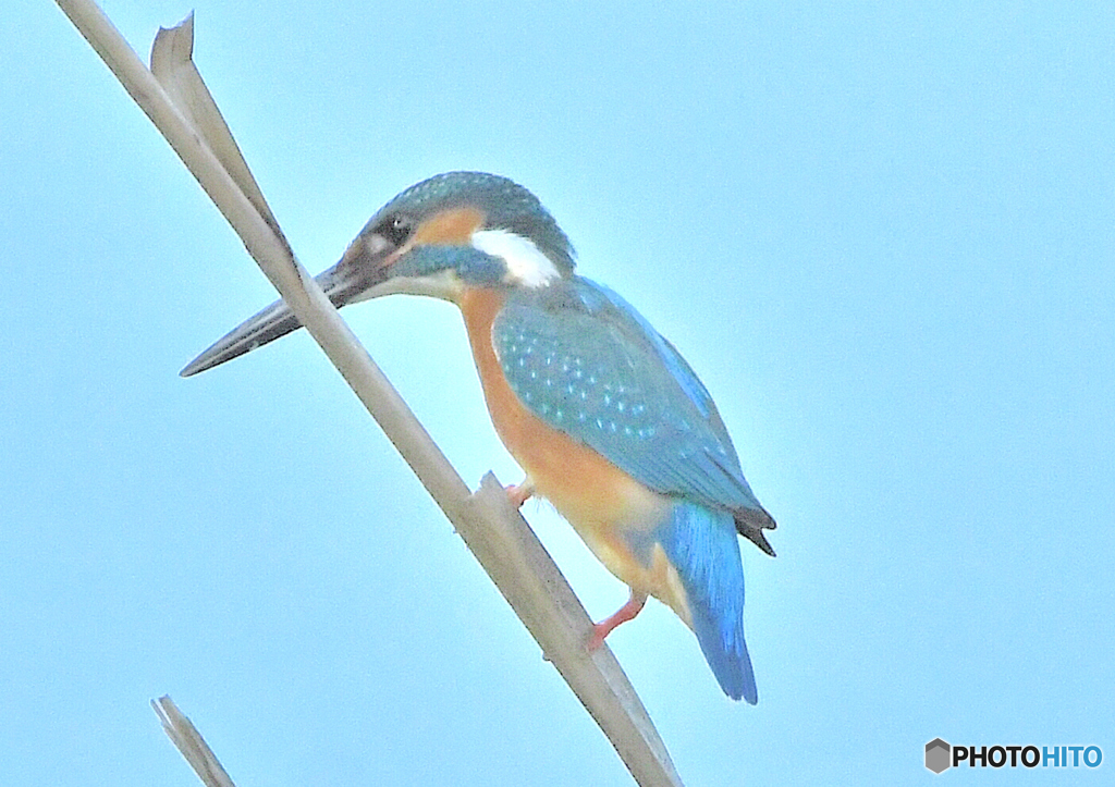いつもの公園「カワセミ日記（４４）」
