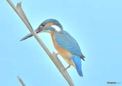 いつもの公園「カワセミ日記（４４）」