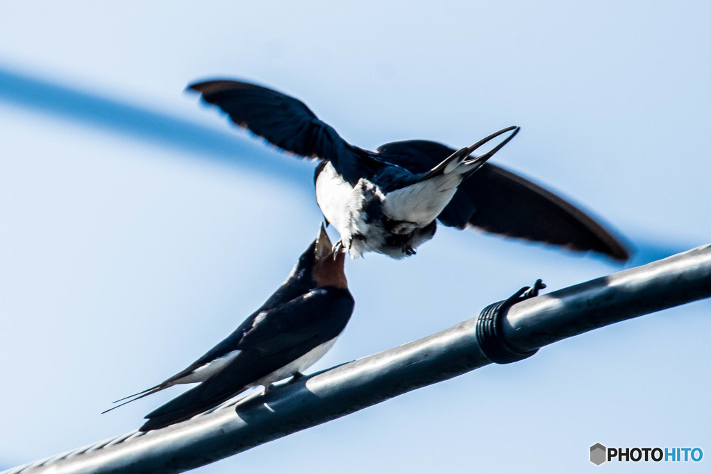 ツバクロの頃（４）