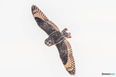 風穏やか冬野人悠々（コミミズク）（１０）