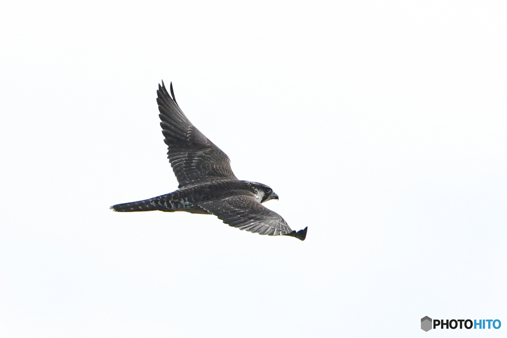 利根川梅雨明け「利根川ウイング（ハヤブサ）」