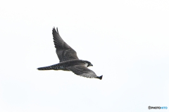 利根川梅雨明け「利根川ウイング（ハヤブサ）」