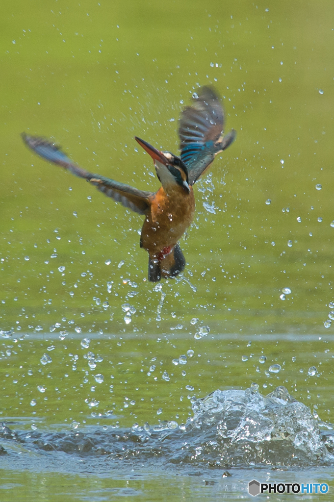 いつもの公園「カワセミ日記（３０）」