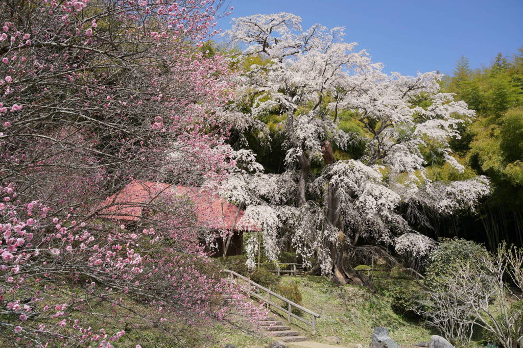 雪村櫻