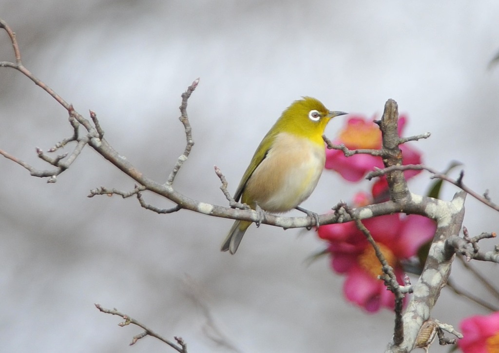 メジロ三様「寒空」