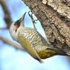 隣町の公園　「アオゲラ」（４）