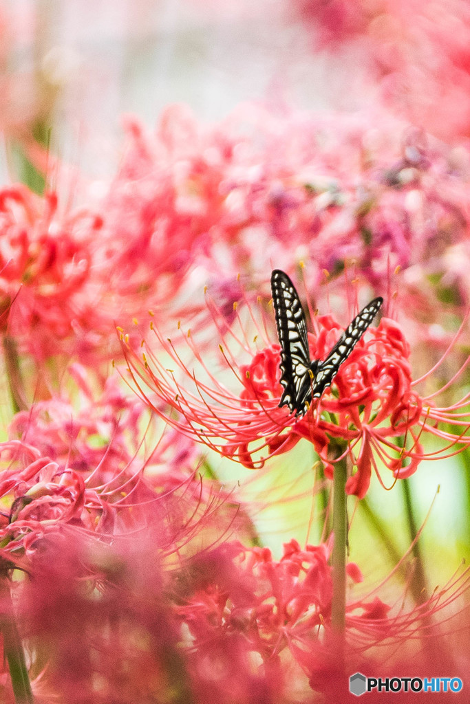 いつもの公園、名残の曼殊沙華「アゲハ舞う」（３）