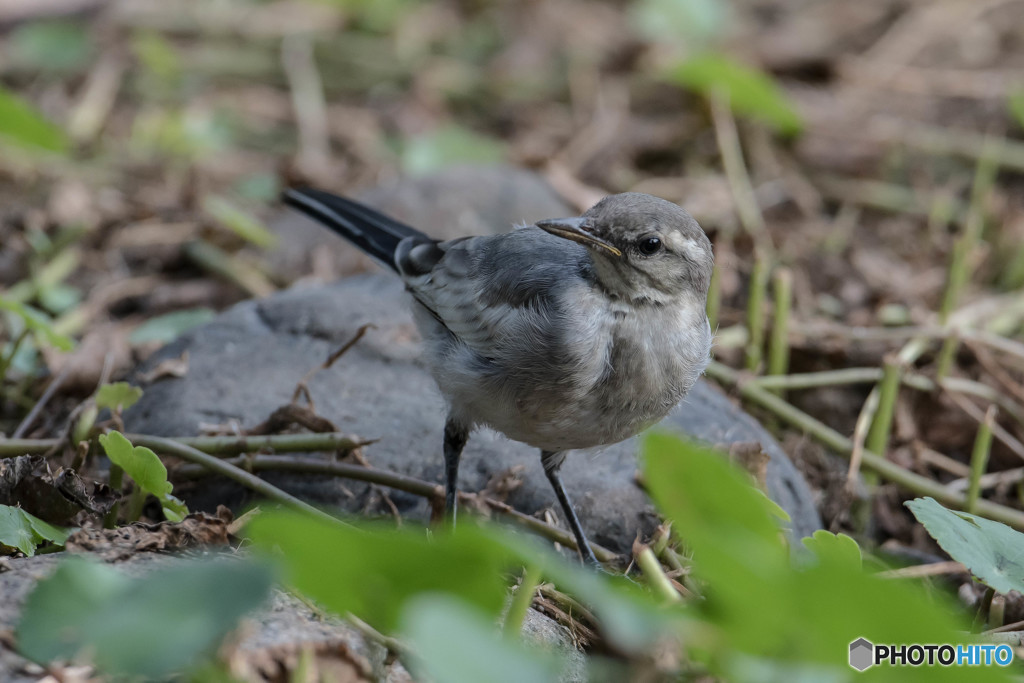 いつもの公園「幼鳥闊歩」（２）